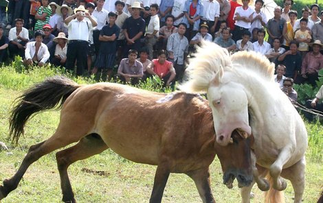 Krvavé koňské zápasy jsou v Číně zábavou starou už 500 let.