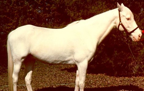 Kůň albín