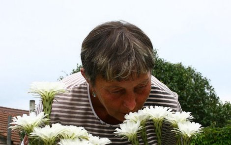 Květy vydrží paní Jurčíkové jen jeden den.