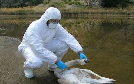 Labutě šíří nákazu viru H5N1 po celém světě