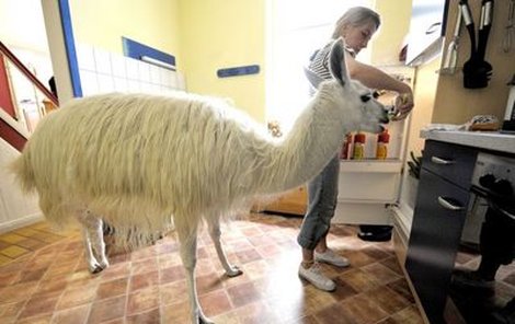 Lama dostala jméno Ponožka a je velmi přítulná, její majitelka ji klidně krmí z ruky.