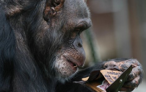 Lapka šimpanz - Kořist řádně zkoumala i šimpanzice v zoo ve Dvoře Králové. Peněženku nejen prohlédla, osahala, ale také vyzkoušela, zda je skutečně každá koruna dobrá… Večer našla ošetřovatelka rozžvýkanou padesátikorunu, zdemo