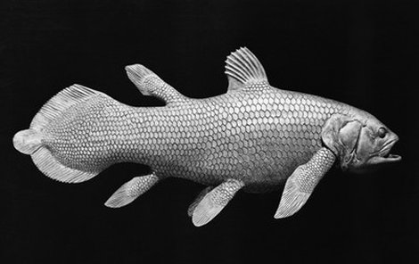 Latimérie měla podle vědců vyhynout před 70 miliony let. Nález živé ryby vyvolal nadšení.