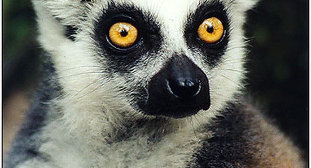 Byly objeveny dva nové druhy lemurů