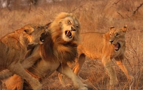 Lvice bojovaly o samce s takovou vervou, že občas také jednu schytal.