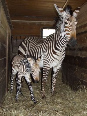 Malá zebra se zatím nehne od mámy ani na krok.