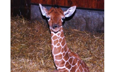 Malé žirafátko mělo být velkou atrakcí brněnské zoo.
