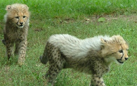 Malí gepardi pípají jako ptáčata. Je to »krycí manévr« před nepřáteli.