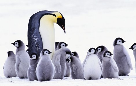 Malí tučňáci »ve školce«.