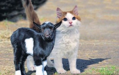 Maličké kozy připomínají svou velikostí kočku.