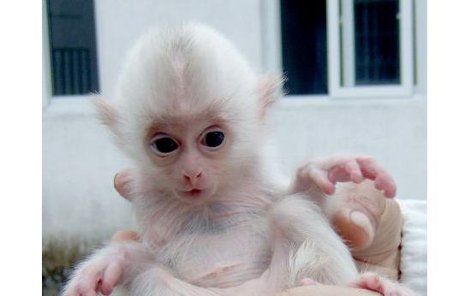 Malý bílý opičák vypadá jako plyšová hračka.