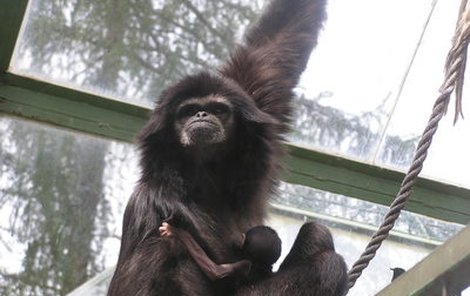 Malý gibbonek se drží pevně mámina kožichu.