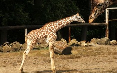 Malý žirafák Zuri byl včera slavnostně pokřtěn.