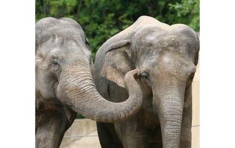 Mám tě ráda, »říká« Gulab kamarádce Shanti. Dotyky si dávají slonice najevo sympatie a přátelství. Jsou nepostradatelné pro jejich dobrou psychickou kondici. 
