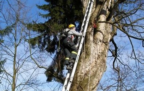 Marně hasiči naháněli po vysokých stromech zaběhnutou kočku.