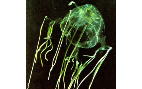 Medúza čtyřhranka smrtelná