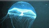 V Itálii zabíjela medúza!
