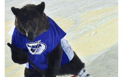 Medvěd by byl možná vítanou posilou brněnské Komety. Když nic jiného, na zápasech by aspoň byla sranda.