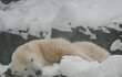 Medvěd lední - Jen málokteré zvíře si sněhu užívá tak jako lední medvěd. Válel se ve sněhu, koupal se v promrzlé vodě a poté se znovu labužnicky povaloval v bílé pokrývce.