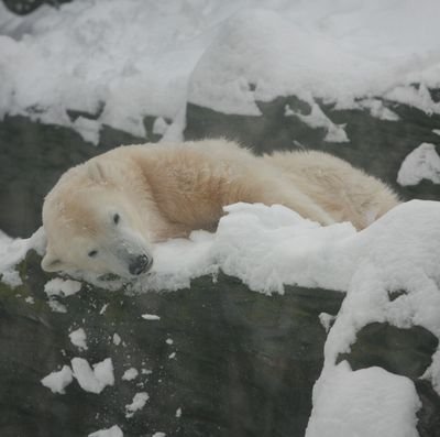 Medvěd lední - Jen málokteré zvíře si sněhu užívá tak jako lední medvěd. Válel se ve sněhu, koupal se v promrzlé vodě a poté se znovu labužnicky povaloval v bílé pokrývce.