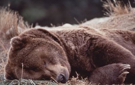 Medvědi se ze zimního spánku probouzejí až na jaře.