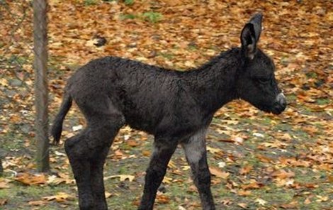 Miminko osla domácího už cupitá ve výběhu.