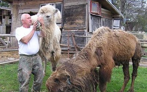 Miroslav Steiger se svými velbloudími kluky.