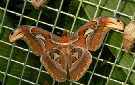 Motýl s největším rozpětím křídel na světě.
