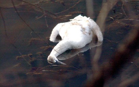 Mrtvá labuť ve vodě teď děsí každého Jihočecha