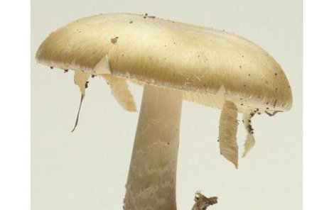 Muchomůrka zelená patří mezi naše nejjedovatější houby. Každý rok má v Česku na kontě desítky otrav.