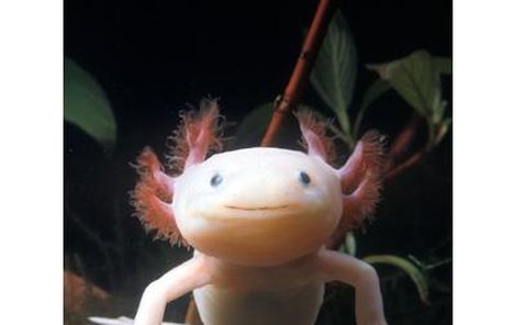 Na první pohled vypadá axolotl jako nějaký podivný vetřelec z vesmíru.
