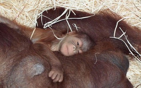 Narodila se orangutaní holčička.