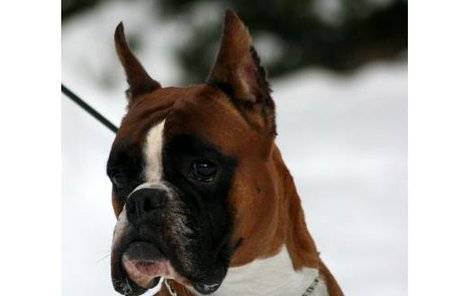 Nejdražší pes Česka má i vznešené jméno – Joshua z Ringu.