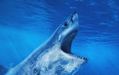 Nejobávanější žralok –velký bílý. 