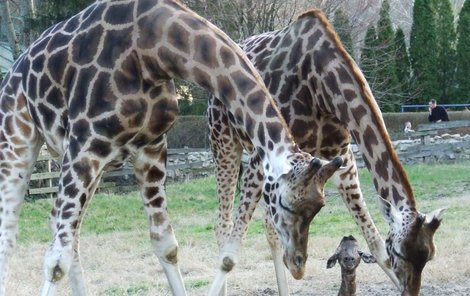 Nick (vlevo) a Žofka mají ze žirafí slečny obrovskou radost a neustále ji hlídají.