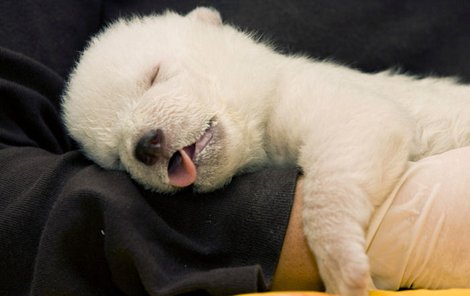 Norimberg - Ošetřovatelé v norimberské zoo odebrali lední medvědici mládě poté, co znervózněla a druhá samice své potomky sežrala. Malou šelmu nyní piplají vlastními silami a lahví s mlékem. 