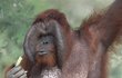 Ňuňák vážil 140 kg, a patří tak k největším orangutanům na světě.