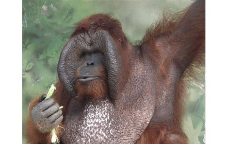 Ňuňák dnes váží 140 kg, a patří tak k největším orangutanům na světě. 
