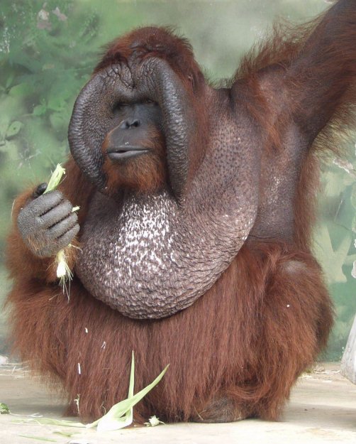 Ňuňák vážil 140 kg, a patří tak k největším orangutanům na světě.