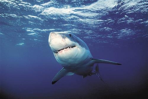 Obávaný lidožrout žralok bílý se ve skutečnosti neživí lidmi, ale rybami, lachtany nebo mořskými ptáky. Tohoto jedince filmaři zastihli u mexického ostrova Guadalupe