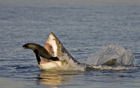 Obrovským skokem se žralok vrhá po lachtanovi…