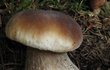 Odepsaná houbařská sezona? Ale kdeže! Mykologové hlásí, že po vydatných deštích začaly houby zase růst.