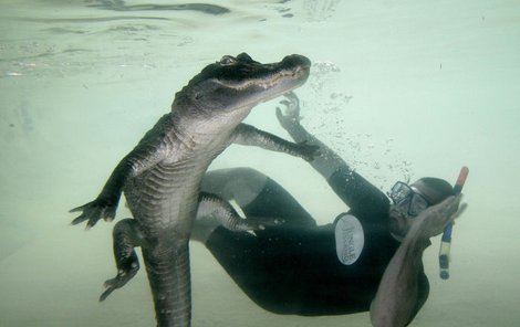 Odvážný potápěč se dívá tváří v tvář nebezpečnému zvířeti. Do takové blízkosti krokodýla se odváží málokdo.