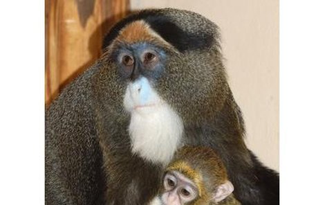 Opičí miminko kočkodana je stále se svou matkou, která o něj pozorně pečuje.