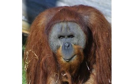 Orangutan Kama marně touží po pořádné sexy ženské