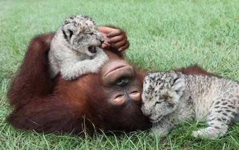 Orangutan si se lvíčaty rád hraje.