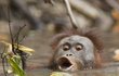 Orangutani se bojí do vody zejména kvůli krokodýlům.