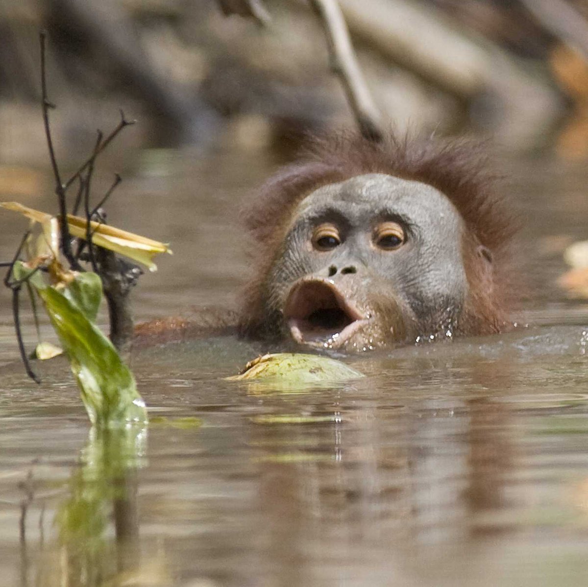 Orangutani se bojí do vody zejména kvůli krokodýlům.