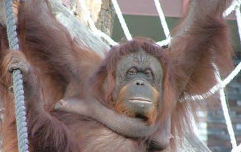 Orangutanka Dona je nejčastějším objektem ﬁ lmování návštěvníků zoo ve Dvoře Králové.