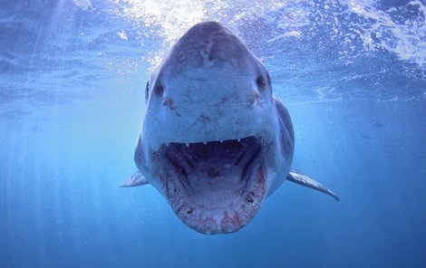 Otevřené čelisti žraloka bílého. Tento záběr mohl být pro fotografa posledním v životě.